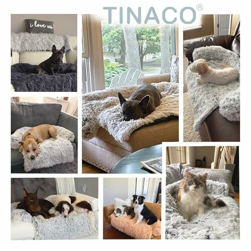 Various pets lounging on soft, fluffy beds in a home setting.