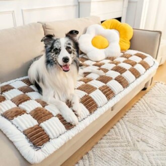 Dog sitting on a checkered cushion with flower pillows on a couch